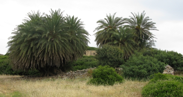 Palm trees at Itanos - Palm trees at Itanos